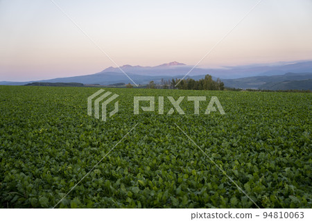 Daisetsuzan mountain range Asahidake at dusk seen from Shujitsu-no-Oka, Asahikawa, Hokkaido 94810063