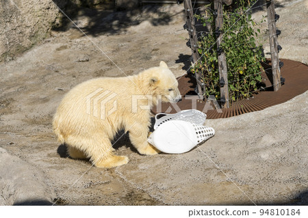 Scenery of the zoo Children of polar bears playing naughty Asahikawa City, Hokkaido Scenery of the zoo Children of polar bears playing naughty Asahikawa City, Hokkaido 94810184