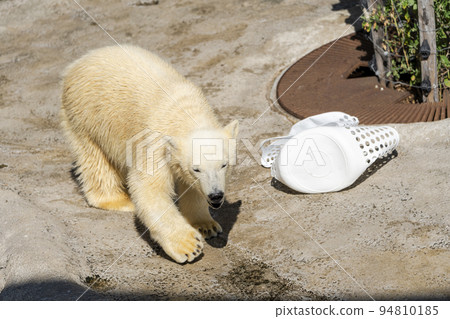 Scenery of the zoo Children of polar bears playing naughty Asahikawa City, Hokkaido 94810185