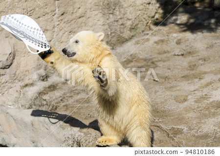 北海道旭川市,北極熊的孩子們玩耍頑皮的動物園風景 北海道旭川市,北極熊的孩子們玩耍頑皮的動物園風景 94810186
