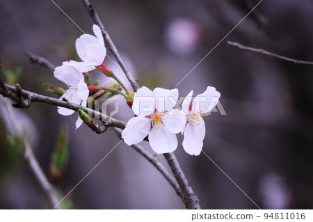 Beautiful cherry blossoms in spring 94811016