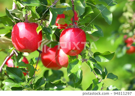 Apple in Hirosaki City, Aomori Prefecture Apple in Hirosaki City, Aomori Prefecture 94811297
