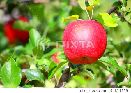 Apple in Hirosaki City, Aomori Prefecture Apple in Hirosaki City, Aomori Prefecture 94811329