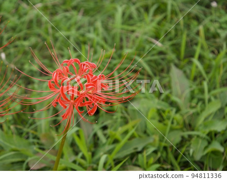 A single red cluster amaryllis blooming on the roadside 94811336