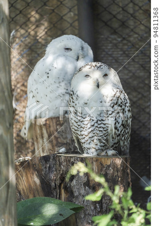 Scenery of the zoo Snowy owl duo Asahikawa, Hokkaido Scenery of the zoo Snowy owl duo Asahikawa, Hokkaido 94811368