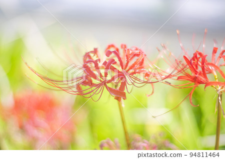 群集孤挺花 群集孤挺花 94811464