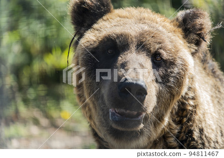 北海道旭川動物園蝦夷棕熊的風景 94811467