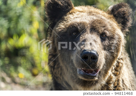 北海道旭川動物園蝦夷棕熊的風景 94811468
