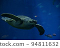 一隻海龜在水族館裡優雅地游泳 94811632