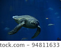 一隻海龜在水族館裡向你走來 94811633