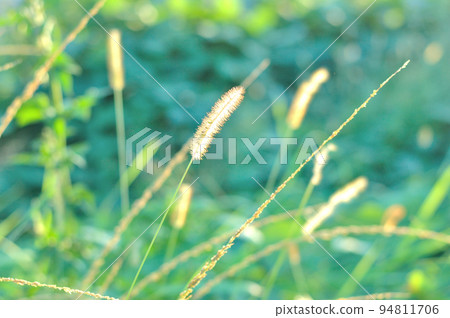 Setaria viridis Setaria viridis 94811706