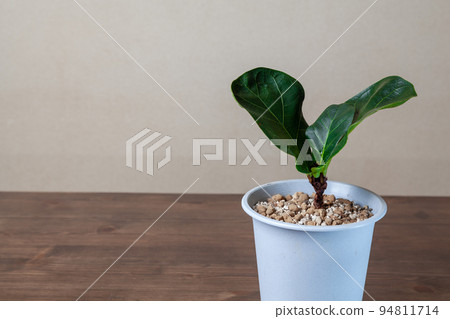 Botanical life Botanical life 94811714