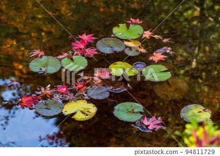 Autumn in Ohara, Kyoto Jakko-in in autumn leaves Raft of autumn leaves and leaves of water lilies Autumn in Ohara, Kyoto Jakko-in in autumn leaves Raft of autumn leaves and leaves of water lilies 94811729