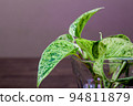 Pothos的水培 94811879