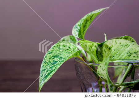 Pothos的水培 Pothos的水培 94811879