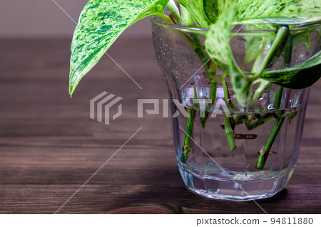 Pothos的水培 Pothos的水培 94811880