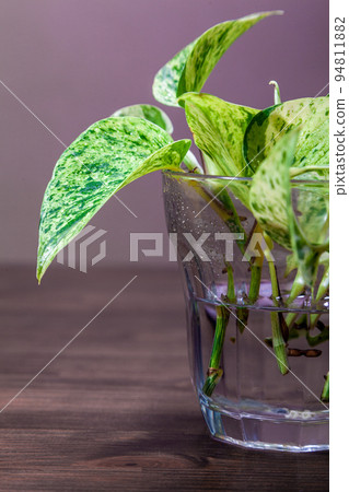 Pothos的水培 Pothos的水培 94811882