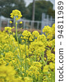 油菜田 94811989