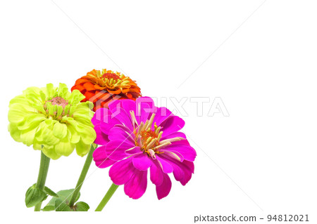 [Zinnia] (Depth synthesis) 94812021