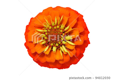 [百日草]（深度合成） 94812030