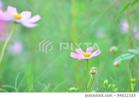 Cosmos flowers Cosmos flowers 94812183