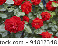 美麗的紅玫瑰 94812348