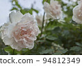 美麗的白玫瑰 94812349