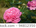 美麗的粉紅色玫瑰 94812350
