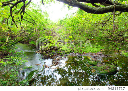 Shishigahana Wetland Moss Colony Akita Prefecture Shishigahana Wetland Moss Colony Akita Prefecture 94813717
