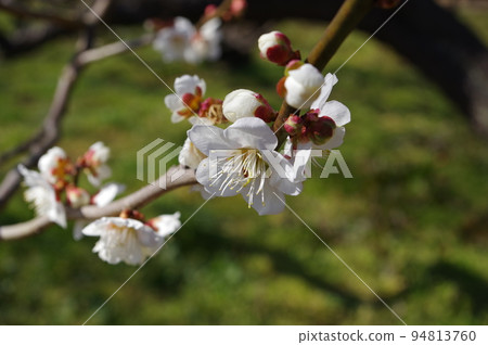 《Early Spring: February》 Plum blossoms (white flowers) Location: Odawara City, Kanagawa Prefecture 《Early Spring: February》 Plum blossoms (white flowers) Location: Odawara City, Kanagawa Prefecture 94813760