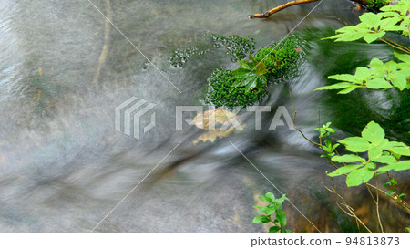 Fallen leaves of Itayameigetsu on Chokai Marimo, Shishigahana Wetlands, Akita Prefecture Fallen leaves of Itayameigetsu on Chokai Marimo, Shishigahana Wetlands, Akita Prefecture 94813873
