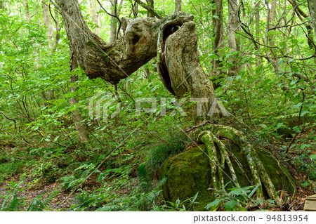 Shishigahana Wetland, oak trees holding lava rocks, Akita Prefecture 94813954