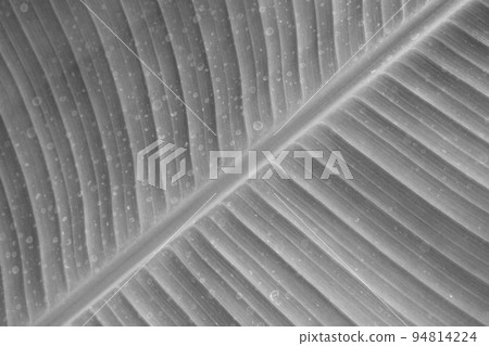 close up of banana leaf texture, black and white photo close up of banana leaf texture, black and white photo 94814224