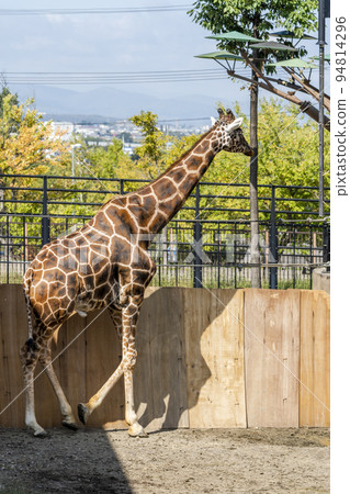 動物園的風景網紋長頸鹿的臉北海道旭川 動物園的風景網紋長頸鹿的臉北海道旭川 94814296