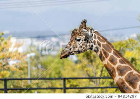 動物園的風景網紋長頸鹿的臉北海道旭川 動物園的風景網紋長頸鹿的臉北海道旭川 94814297