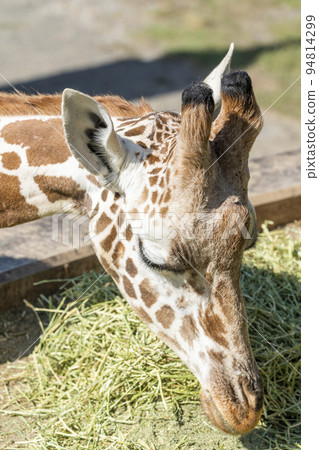 動物園的風景網紋長頸鹿的臉北海道旭川 動物園的風景網紋長頸鹿的臉北海道旭川 94814299