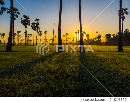 Green paddy rice plantation field sunrise light morning time aerial view Green paddy rice plantation field sunrise light morning time aerial view 94814552