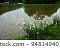 Margaret, early summer flower 94814940