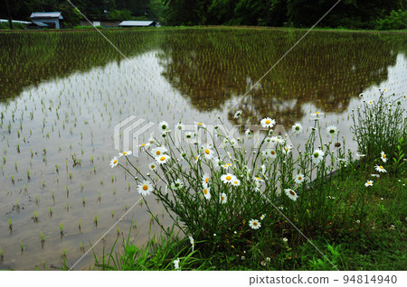 Margaret, early summer flower 94814940