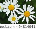 Margaret, early summer flower 94814941