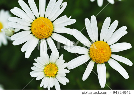 Margaret, early summer flower 94814941