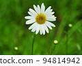 Margaret, early summer flower 94814942
