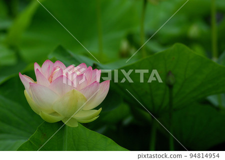 Lotus flower seen in the countryside Lotus flower seen in the countryside 94814954