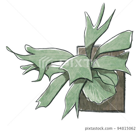 Hand-drawn botanical illustration with a plate of Bikakushida (bat orchid) 94815062