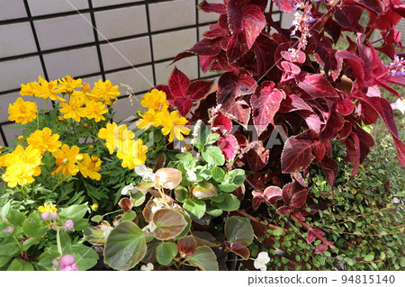 Flower group planting in front of the entrance 94815140