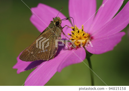 日本秋季花園中盛開的粉紅色宇宙中的蝴蝶吮吸花蜜 94815158