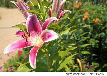 百合花在夏日的陽光下綻放 94815297