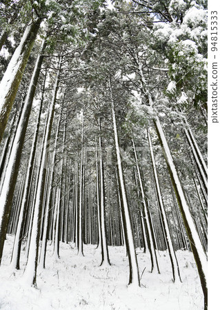 白雪皚皚的冬林 白雪皚皚的冬林 94815333