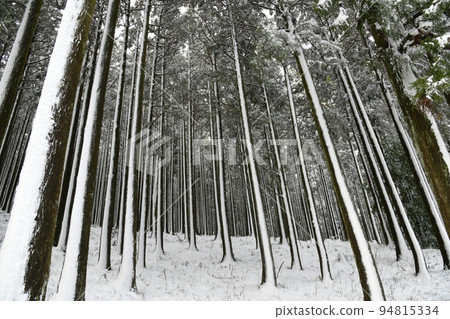 白雪皚皚的冬林 94815334