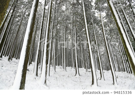 白雪皚皚的冬林 94815336